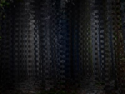 A wide landscape image of a dark, dense forest.