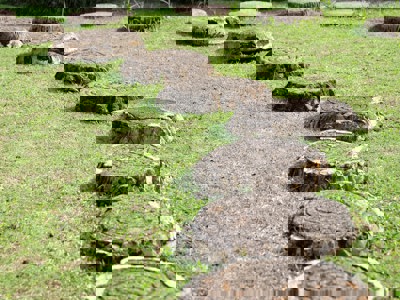 A photo of large circles of wood being used as stepping stones in a garden