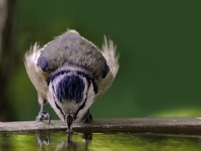 Bird drinking from water